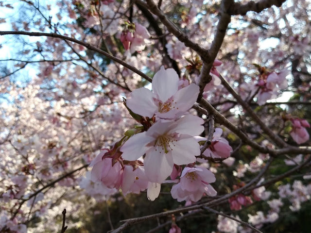 【長野】🌸高遠城址公園：春季櫻花盛開，絕美景緻不可錯過
