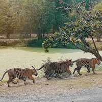 Safari World | 曼谷野生動物世界