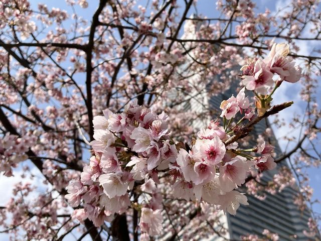 日本丸紀念公園@櫻木町