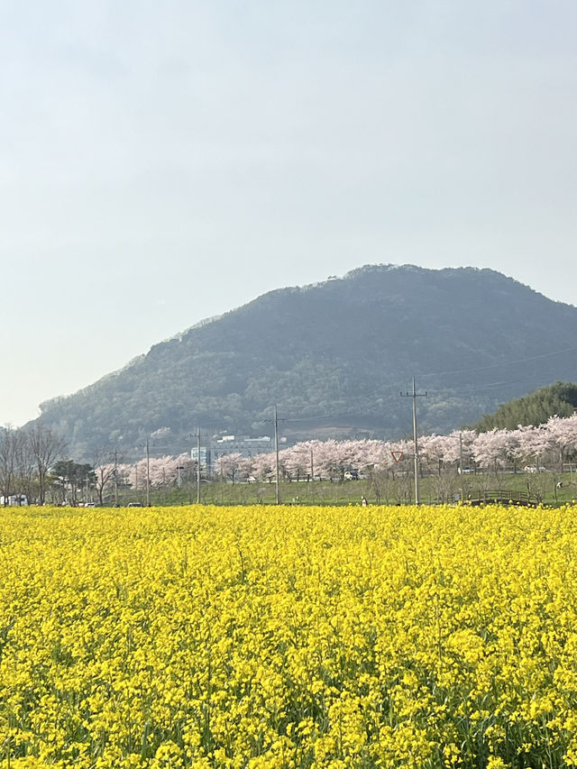 봄맞이 튤립과 유채꽃을 함께 볼 수 있는 양산 황산공원🌹