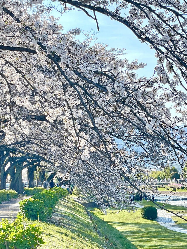 【水無川沿いの桜並木/神奈川県】約500mの桜並木を散策