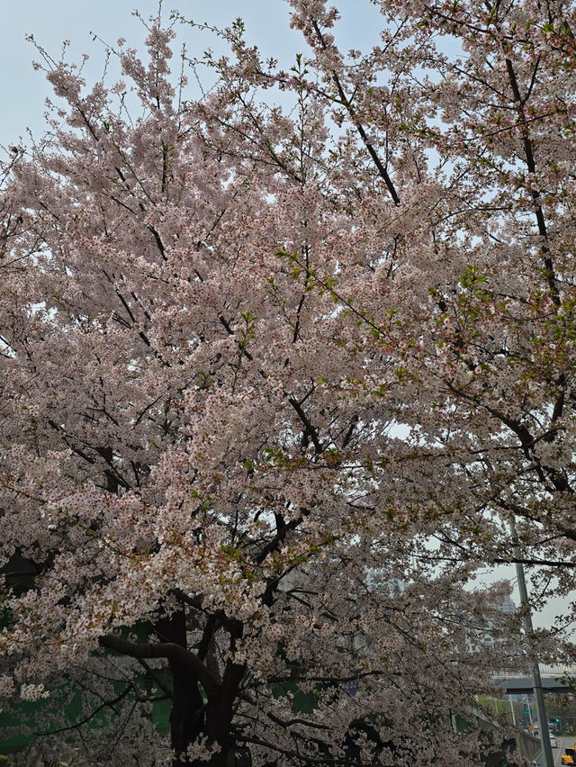 「首爾春天賞櫻好去處」- 安養川櫻花散步道，春日浪漫