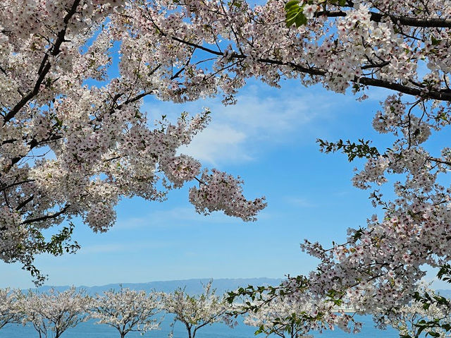 【大阪】舞洲緑地：櫻花盛開，攝影捕捉美麗瞬間