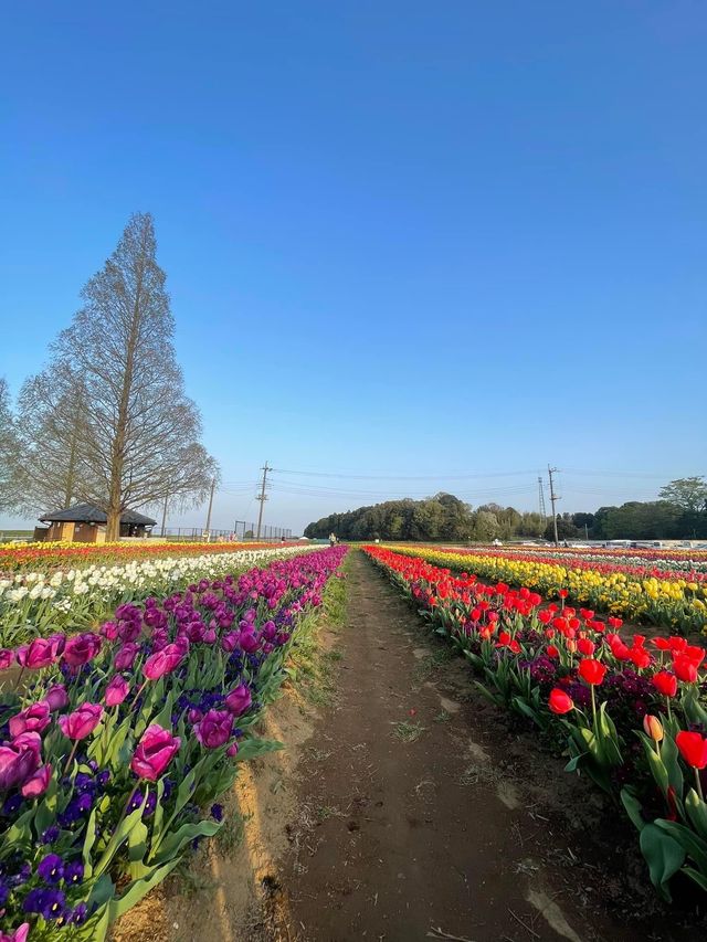 Akebonoyama Park 