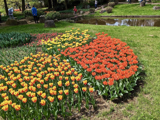 Showa Kinen Tulip Park