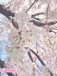春を堪能【とっとり花回廊】