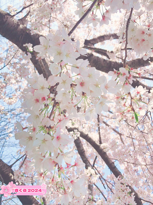 春を堪能【とっとり花回廊】