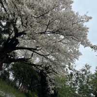 松戸市の桜