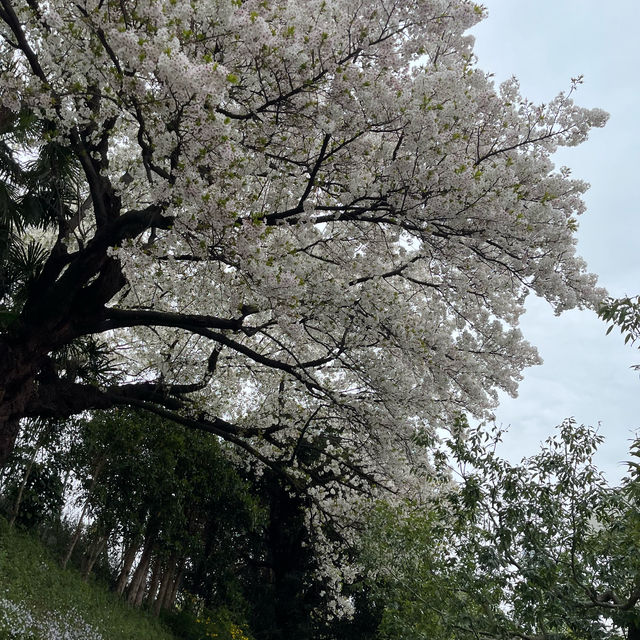 松戸市の桜