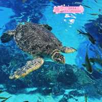 Sea Life Busan Aquarium in Korea 