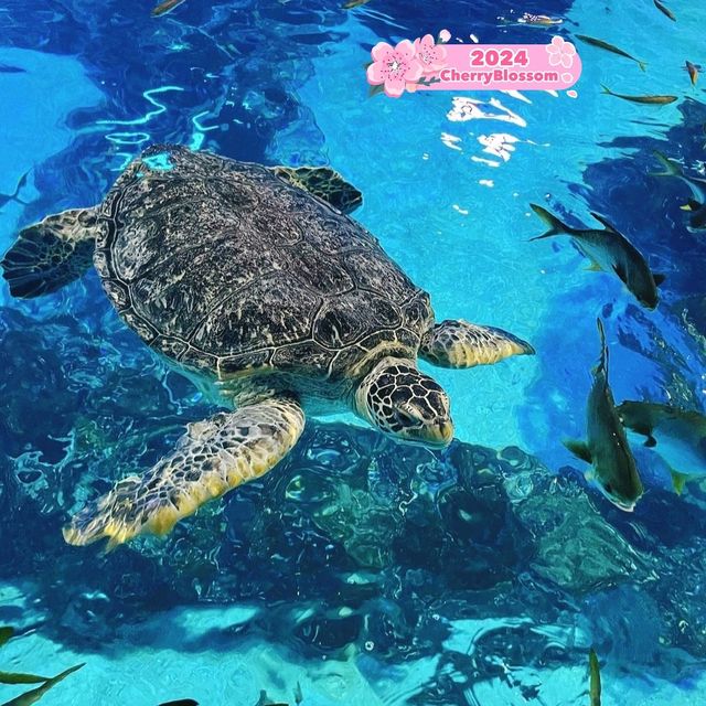 Sea Life Busan Aquarium in Korea 