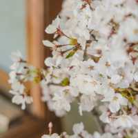 【長野】桜満開！塩羊羹と楽しむお花見🌸