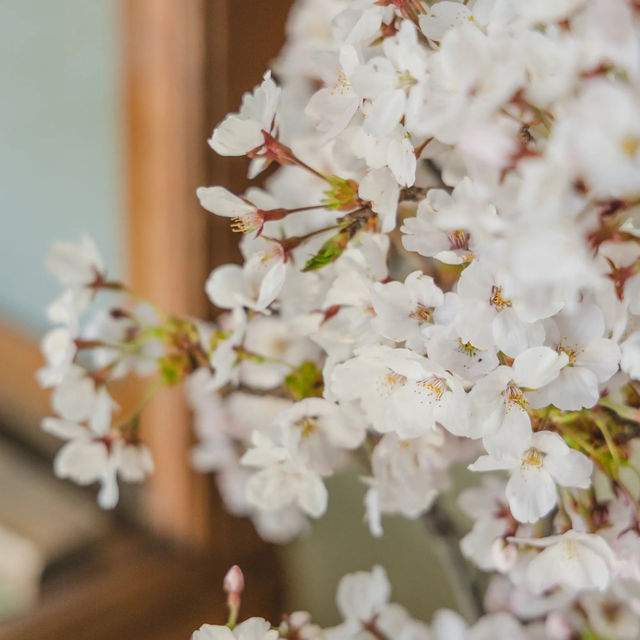 【長野】桜満開！塩羊羹と楽しむお花見🌸