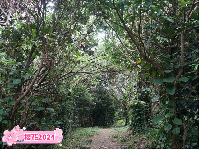 「沖繩自然勝地，觀景台見甘蔗田同自然海灘」