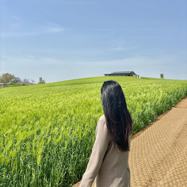 보령 청보리밭💚🌱