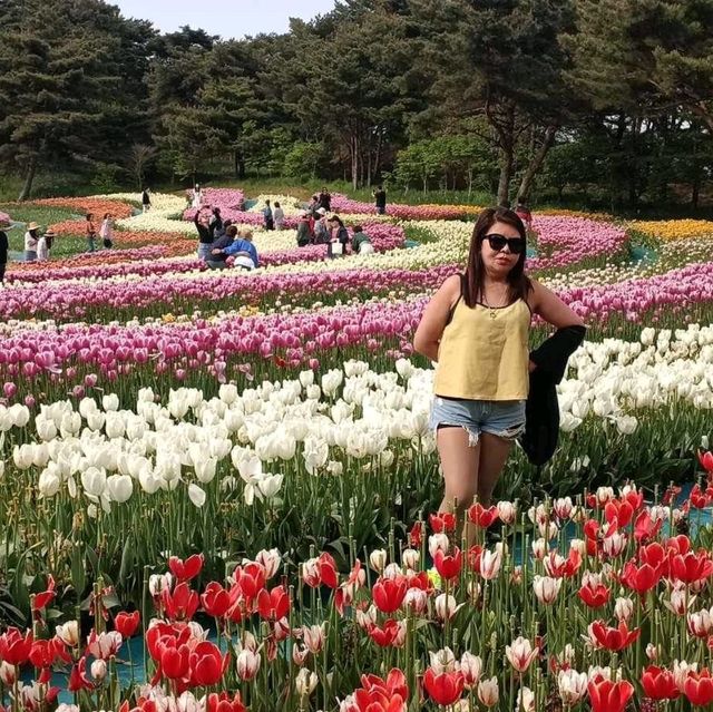 Chungnam Taean Tullips Festival south Korea