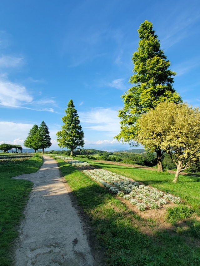 淡路島　大パノラマのお花畑を楽しめる公園🌷