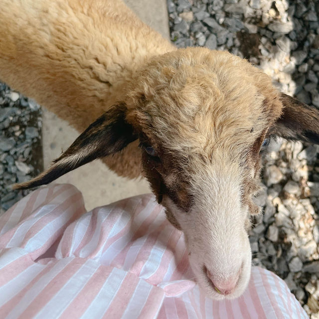 🐑ฟาร์มแกะเข้าฟรีที่นครศรีฯ