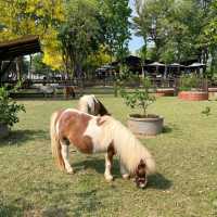 Trot Cafe Khaoyai