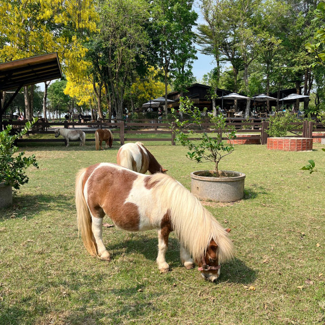 Trot Cafe Khaoyai