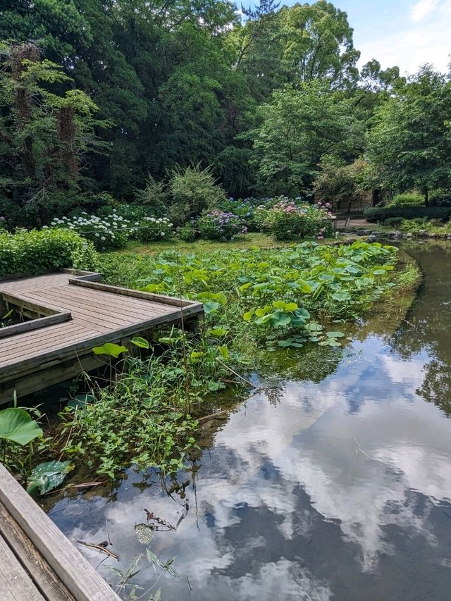 日本京都-賞花踏青的好去處：京都府立植物園