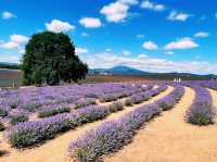 Bridestowe Lavender Estate