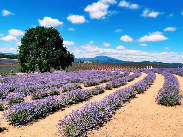 Bridestowe Lavender Estate