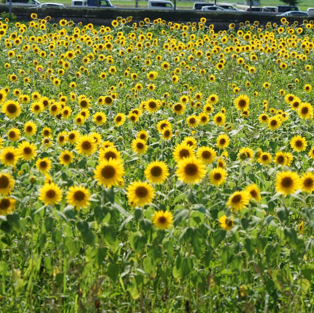 兵庫県　小野市　ひまわりの丘公園