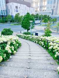 【お台場】階段横のもふもふ紫陽花は圧巻!!紫陽花好きには絶対に行ってほしい🤍