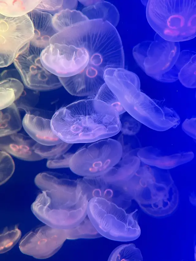 男女老少咸宜的 COEX Aquarium🩵