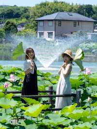 無料【穴場スポット】蓮の絶景無料スポット˚˖𓍢ִ︎✿❁﻿✧˚平池緑地公園