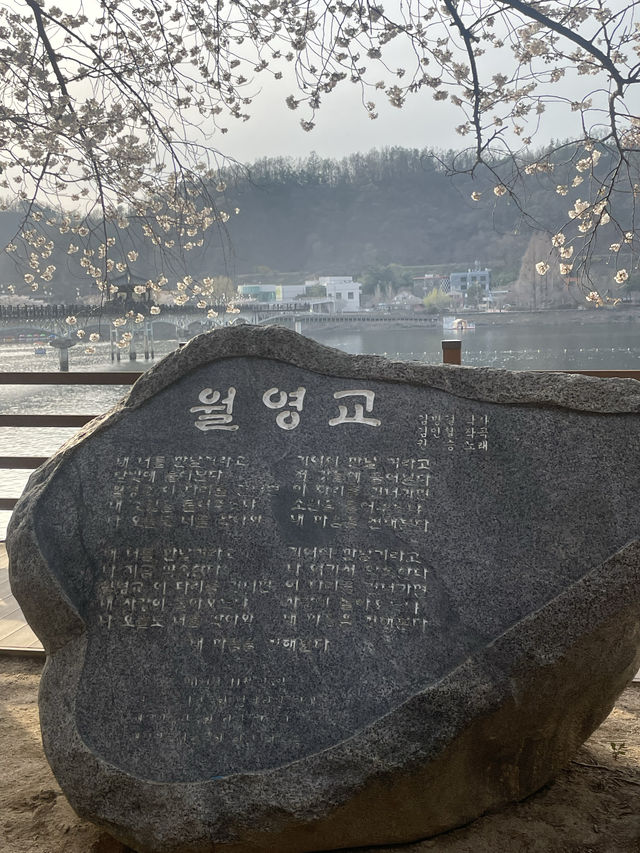 벚꽃맛집 안동 월영교🌸🌙