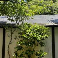 일본 가마쿠라 가볼만한 곳, 호코쿠지 🌳