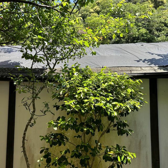일본 가마쿠라 가볼만한 곳, 호코쿠지 🌳