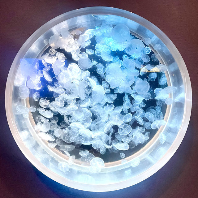 鹿兒島水族館-九州最大規模水族館，必看鯨鯊、水母與魔鬼魚