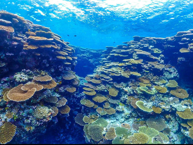【沖縄 西表島】海亀🐢に綺麗な珊瑚！八重山諸島最強の海💓でお手軽シュノーケルツアー🏊‍♀️✨