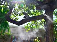 คาเฟ่ในป่าหิมพานต์เชียงใหม่เขียวชะอุ่มสดชื่นมาก