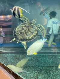 สถานแสดงพันธุ์สัตว์น้ำ ภูเก็ต (Phuket Aquarium )
