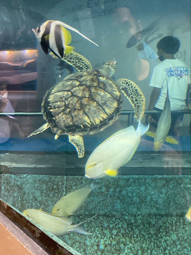 สถานแสดงพันธุ์สัตว์น้ำ ภูเก็ต (Phuket Aquarium )