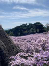 개미취 🌺🪻🌼🌸축제 여행 계획할때에요~ 