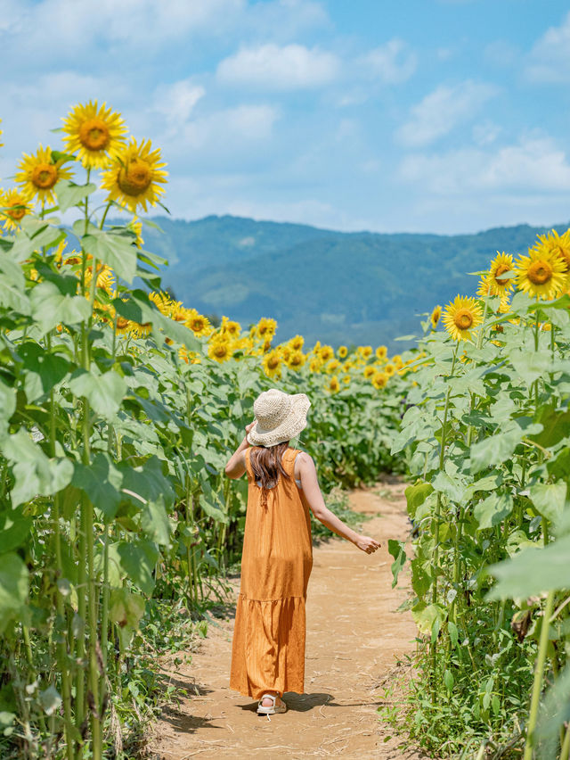 【新潟】夏の絶景🌻約50万本のひまわりが咲き誇るスポット🫧✨  