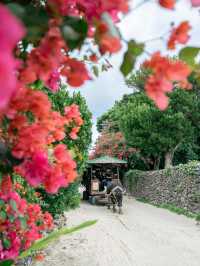 【沖縄】竹富島で年中見られるブーゲンビリアの花