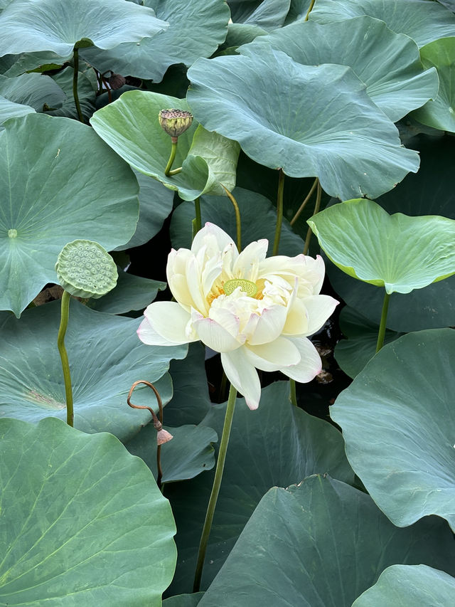 여름 대표꽃들에서 인생샷🌻🪷