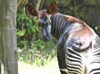 Okapi, the Lady of the Forest!