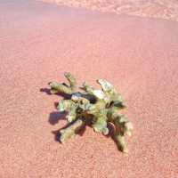 Blushing Shores: Falling in Love with Komodo's Pink Beach