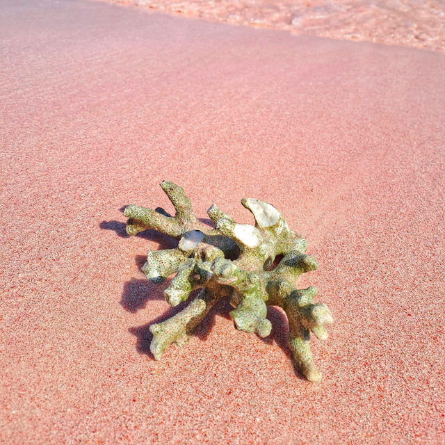 Blushing Shores: Falling in Love with Komodo's Pink Beach