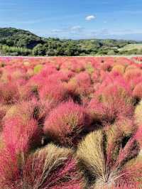 【愛知県:南知多】もこもこのコキアが可愛い観光農園花ひろば