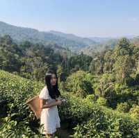 ไร่ชาลุงเดช เชียงใหม่ 🌱