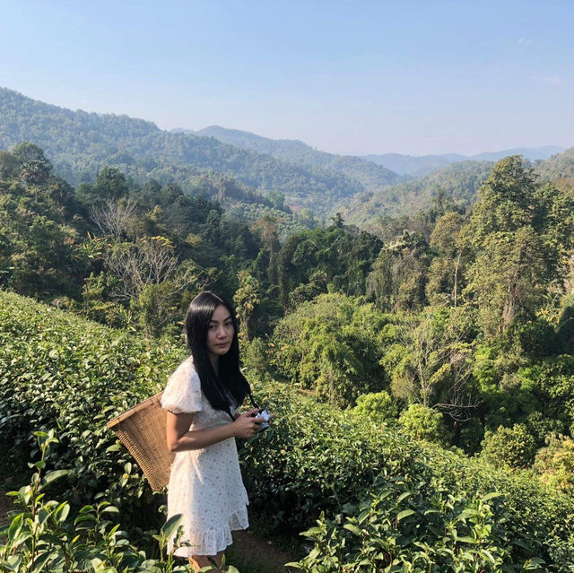 ไร่ชาลุงเดช เชียงใหม่ 🌱