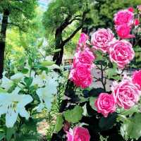 日比谷公園賞花💐💐💐💐💐💐